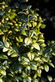 Buxus sempervirens Makulata Bukszpan wieczniezielony